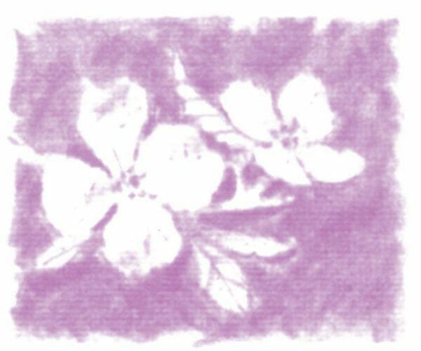 Assisted Living Community in Canton NC Silver Bluff Village